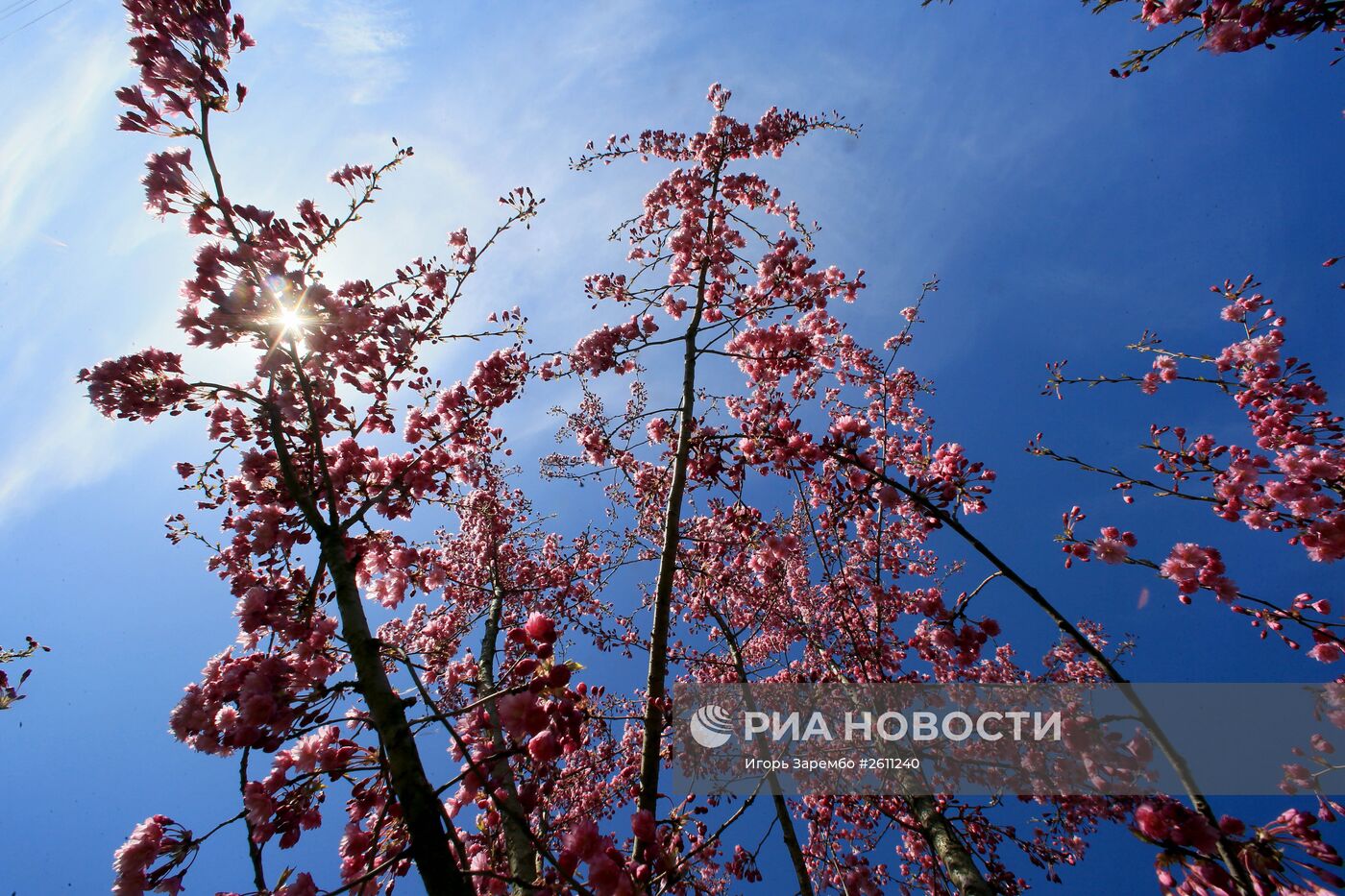 Ботанический сад в Калининграде