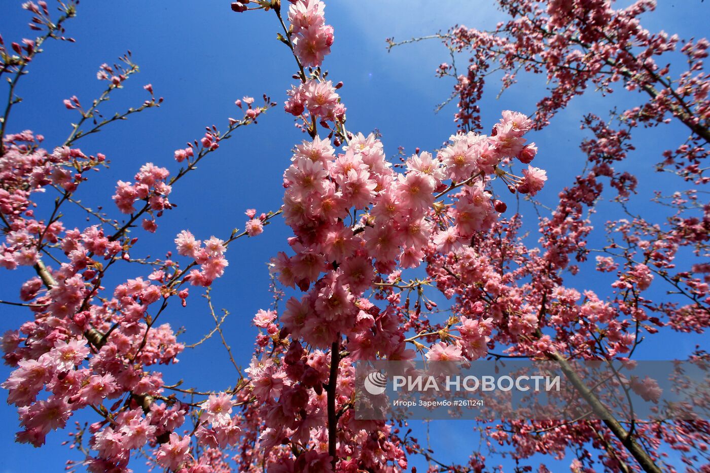 Ботанический сад в Калининграде