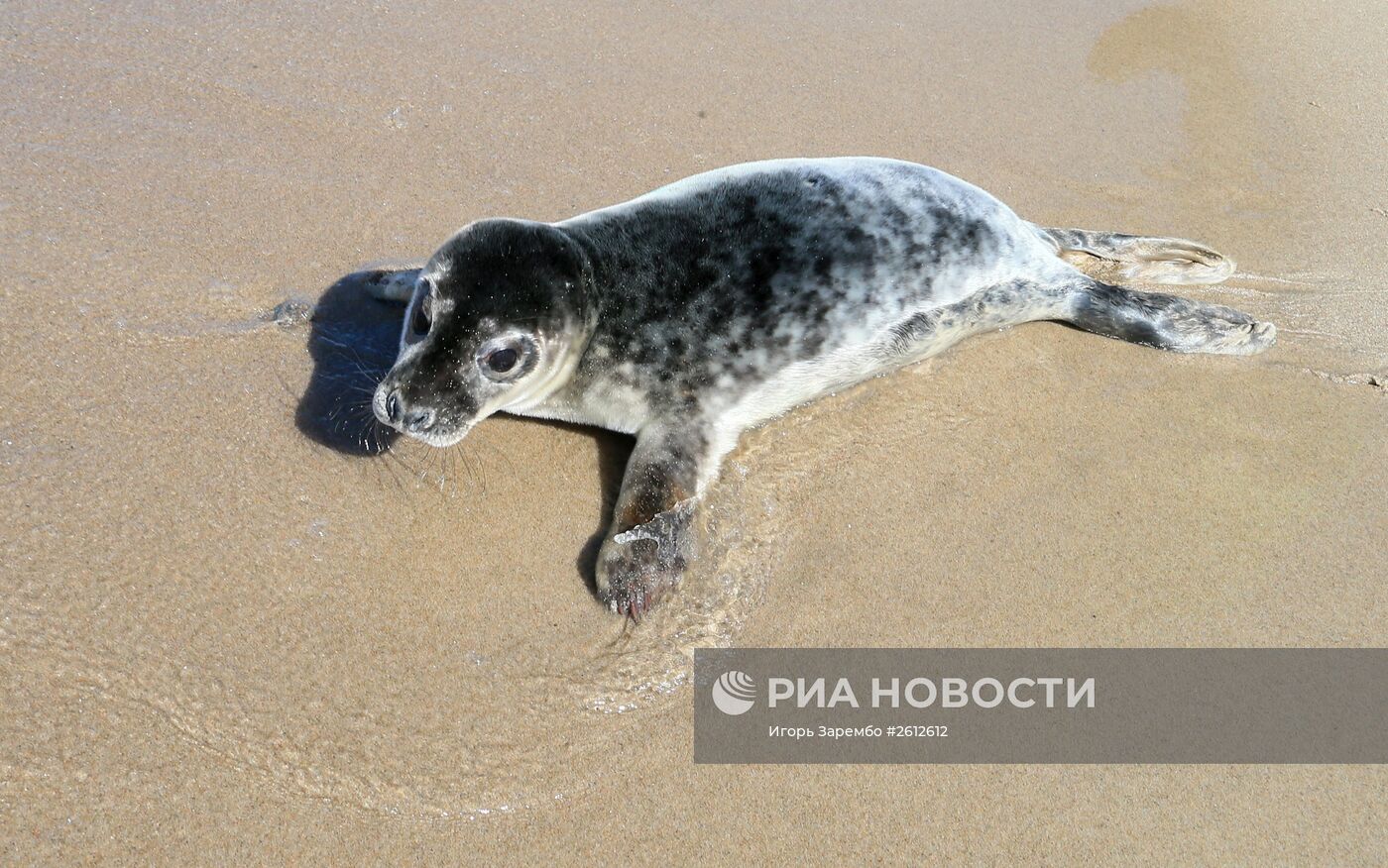 Выпуск в море детеныша серого длинномордого тюленя