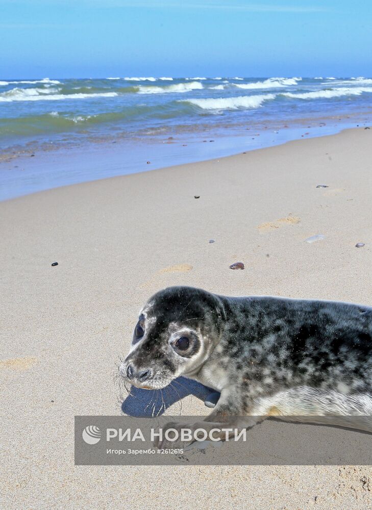 Выпуск в море детеныша серого длинномордого тюленя