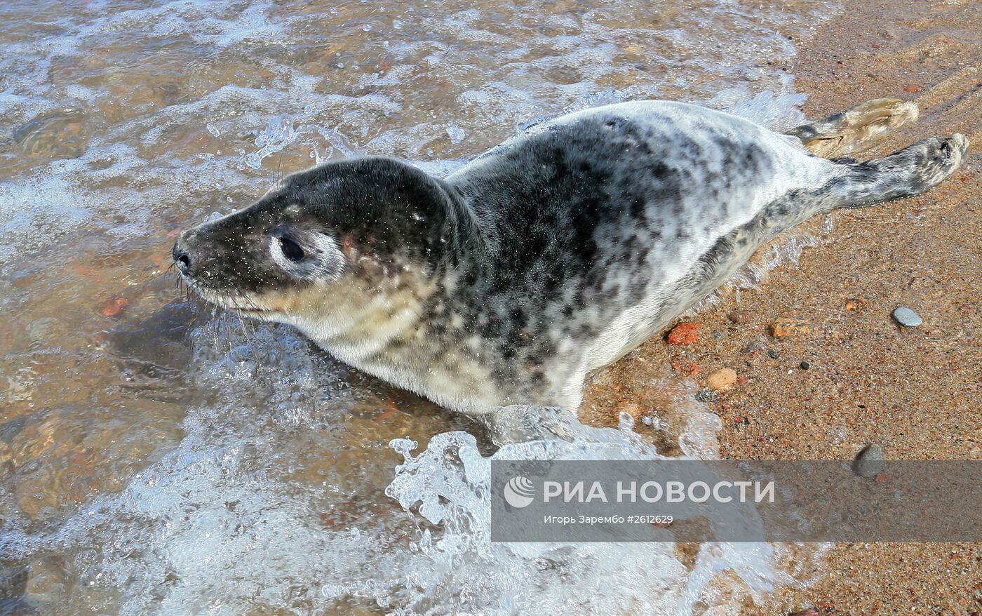 Выпуск в море детеныша серого длинномордого тюленя