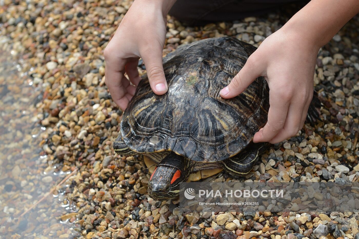 XV Весенний фестиваль цветов