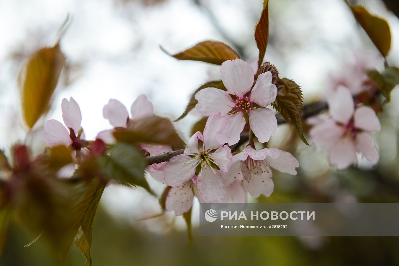 XV Весенний фестиваль цветов