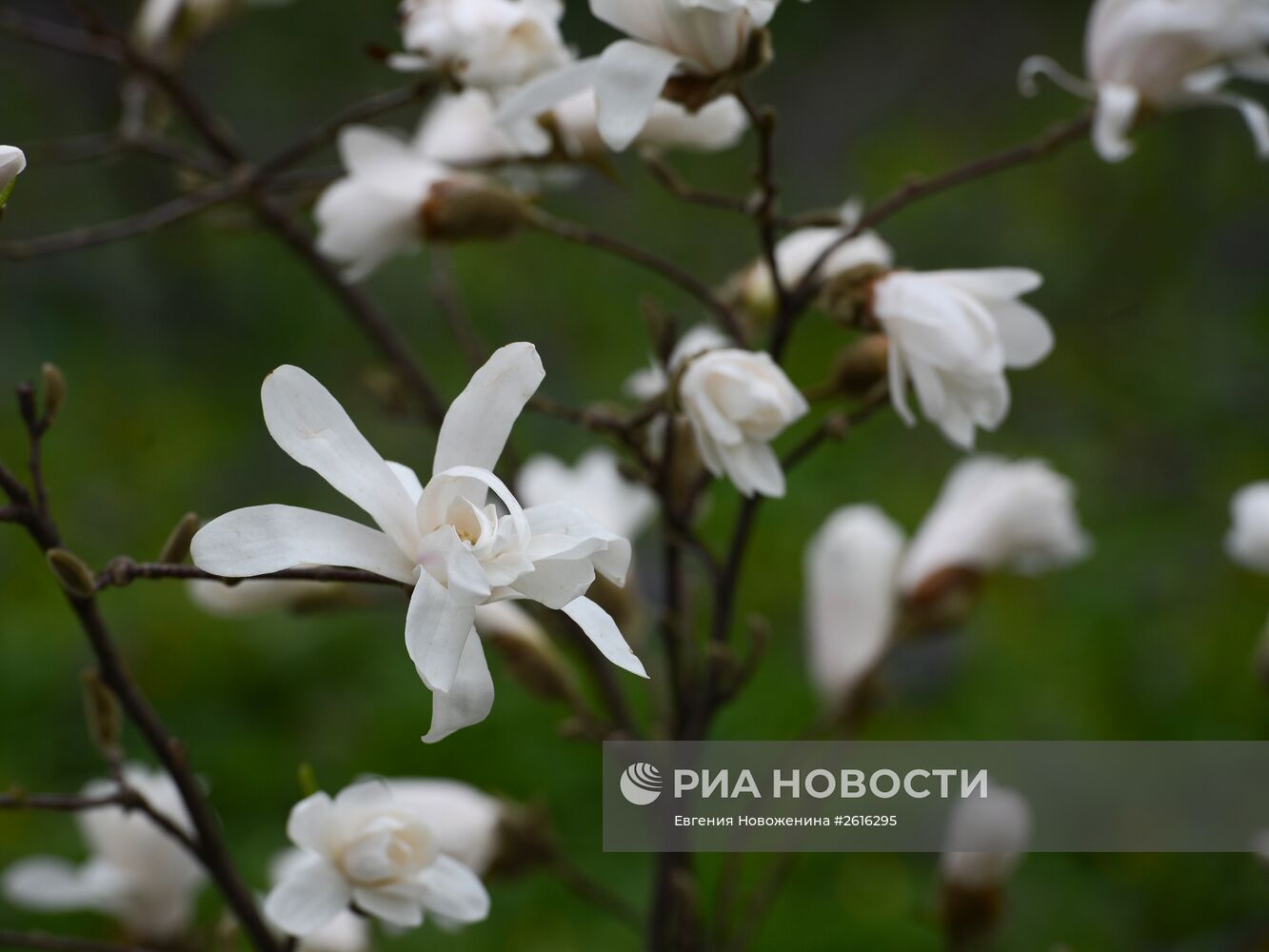 XV Весенний фестиваль цветов