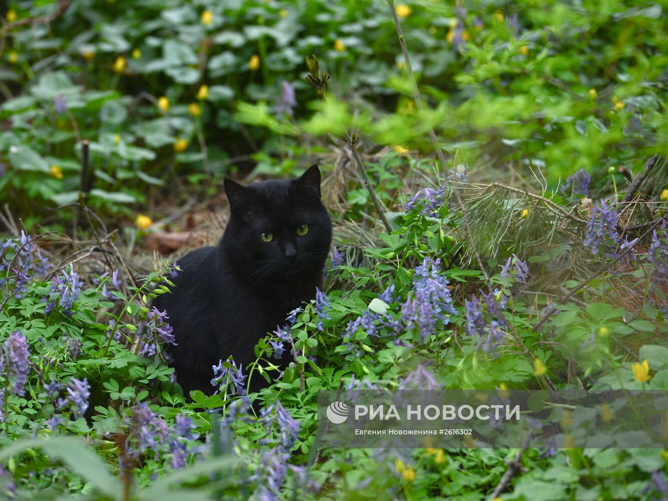 XV Весенний фестиваль цветов