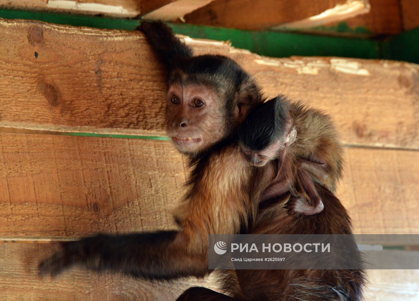 Зоопарк в Грозном