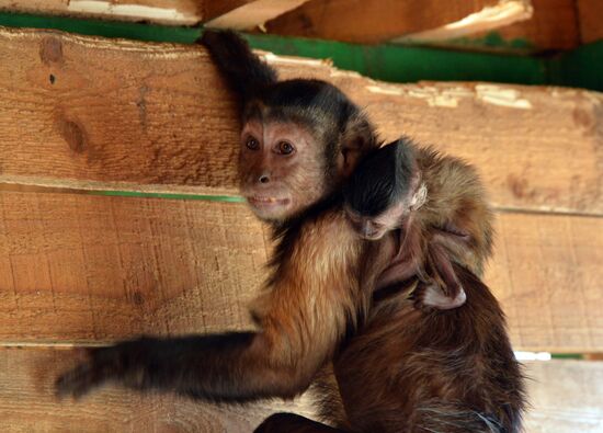 Зоопарк в Грозном