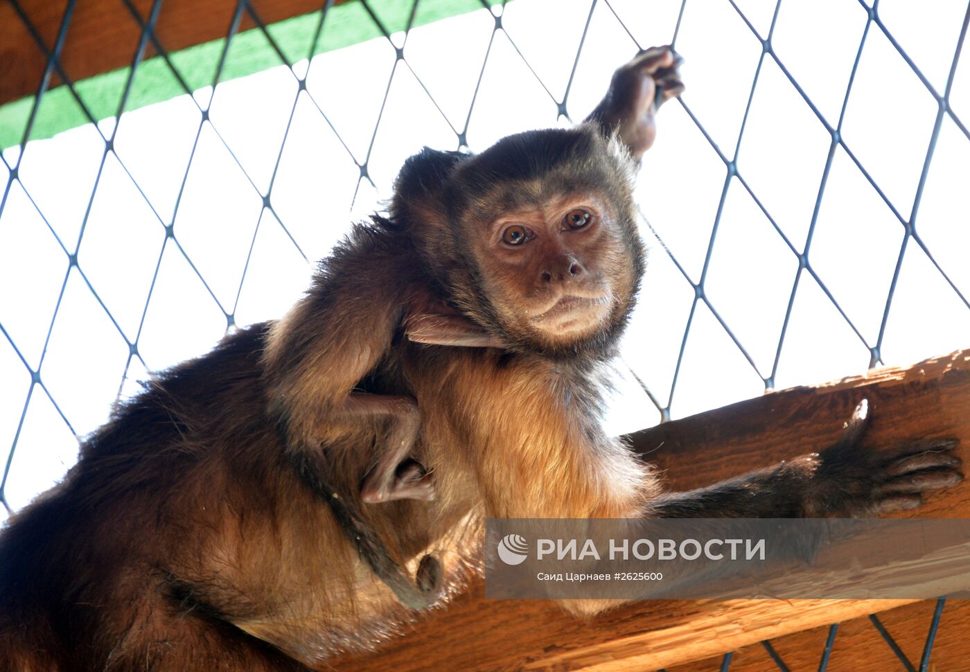 Зоопарк в Грозном