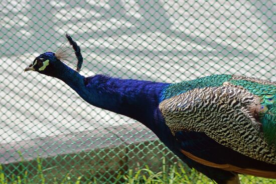 Зоопарк в Грозном