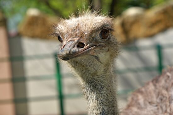 Зоопарк в Грозном