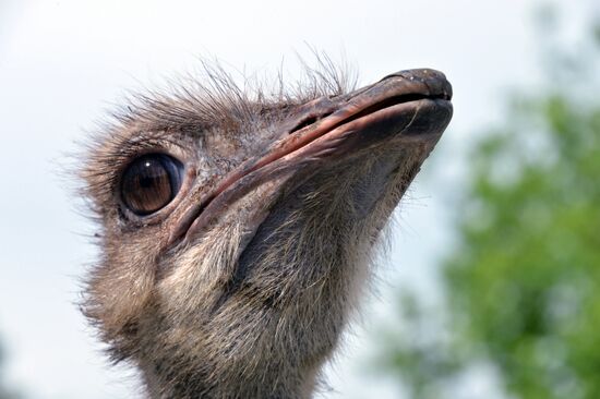 Зоопарк в Грозном