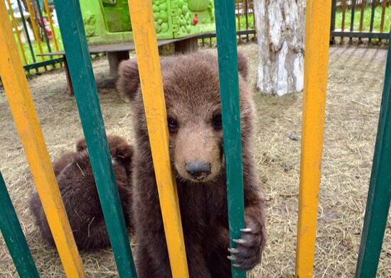 Зоопарк в Грозном