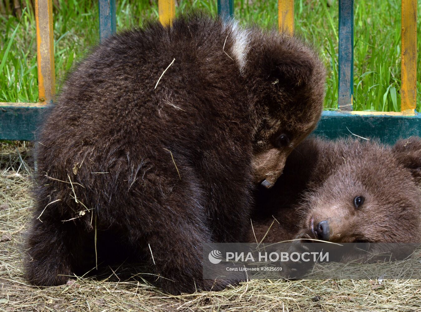 Зоопарк в Грозном