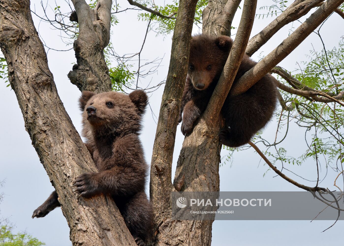 Зоопарк в Грозном