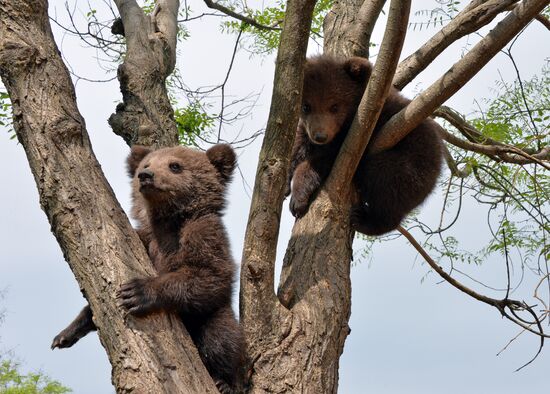 Зоопарк в Грозном