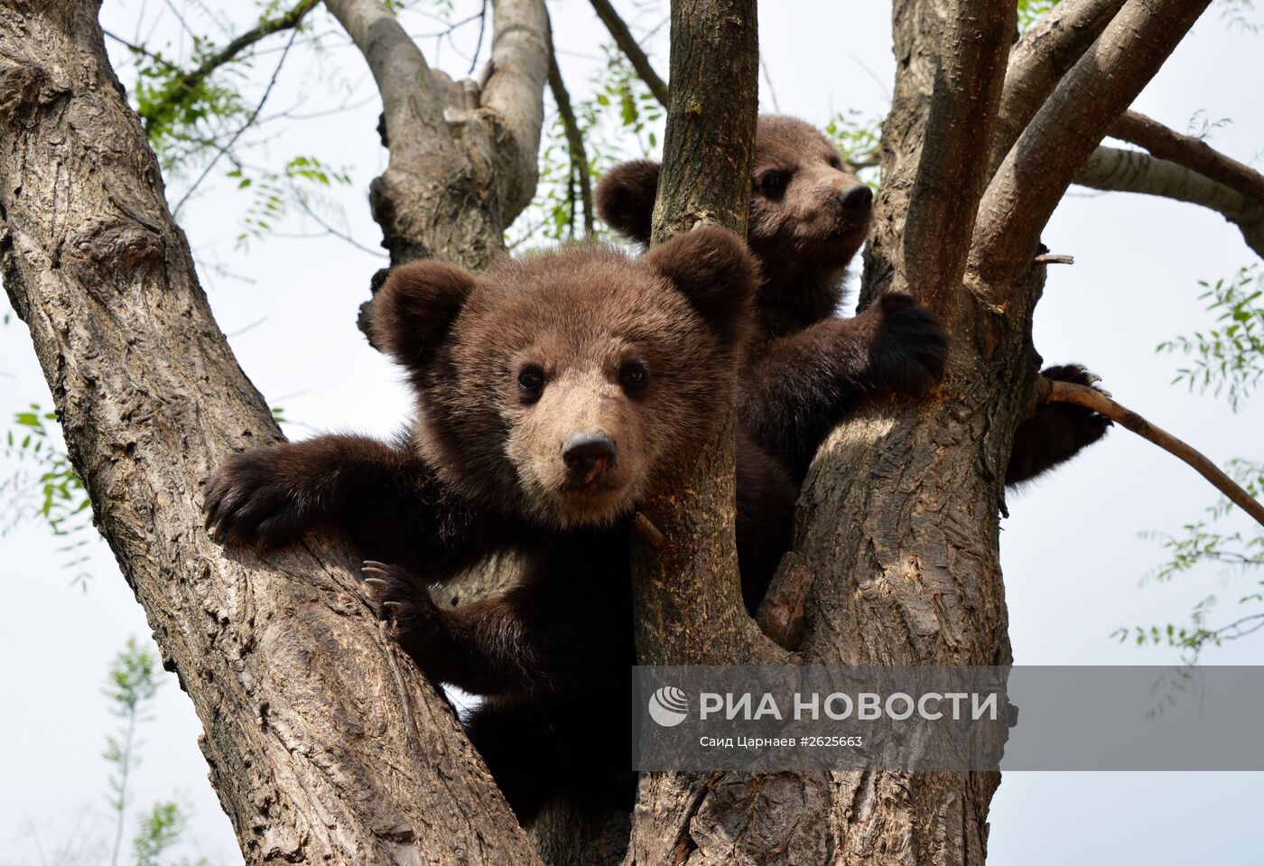 Зоопарк в Грозном