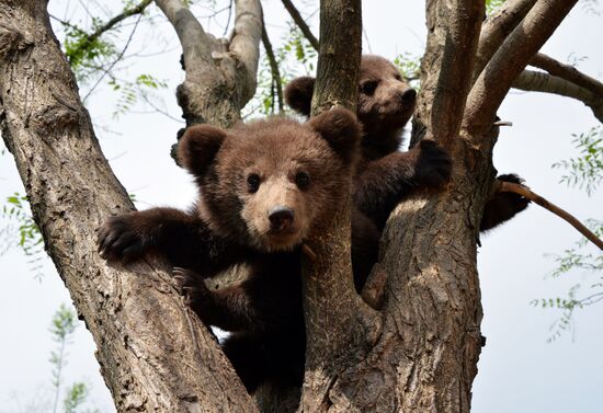 Зоопарк в Грозном
