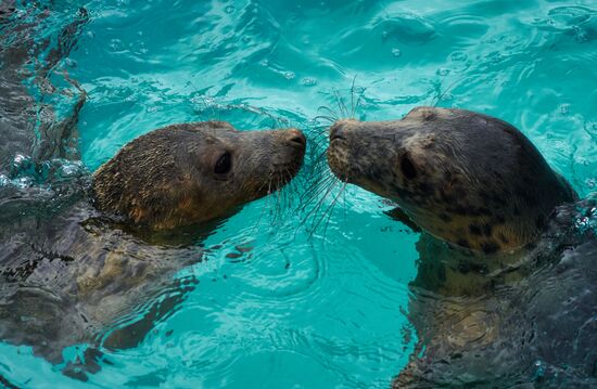 Центр реабилитации ластоногих в Ленинградской области