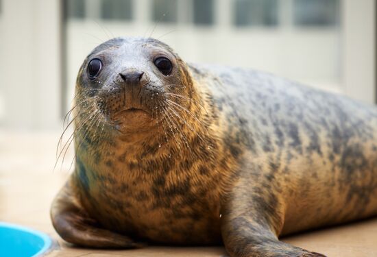Центр реабилитации ластоногих в Ленинградской области