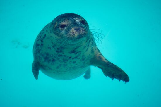 Центр реабилитации ластоногих в Ленинградской области