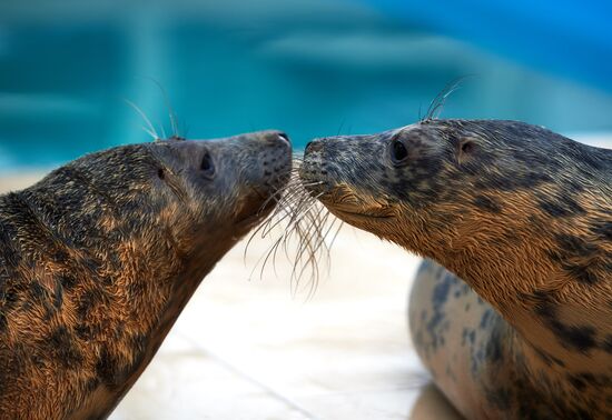 Центр реабилитации ластоногих в Ленинградской области