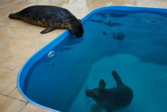 Центр реабилитации ластоногих в Ленинградской области
