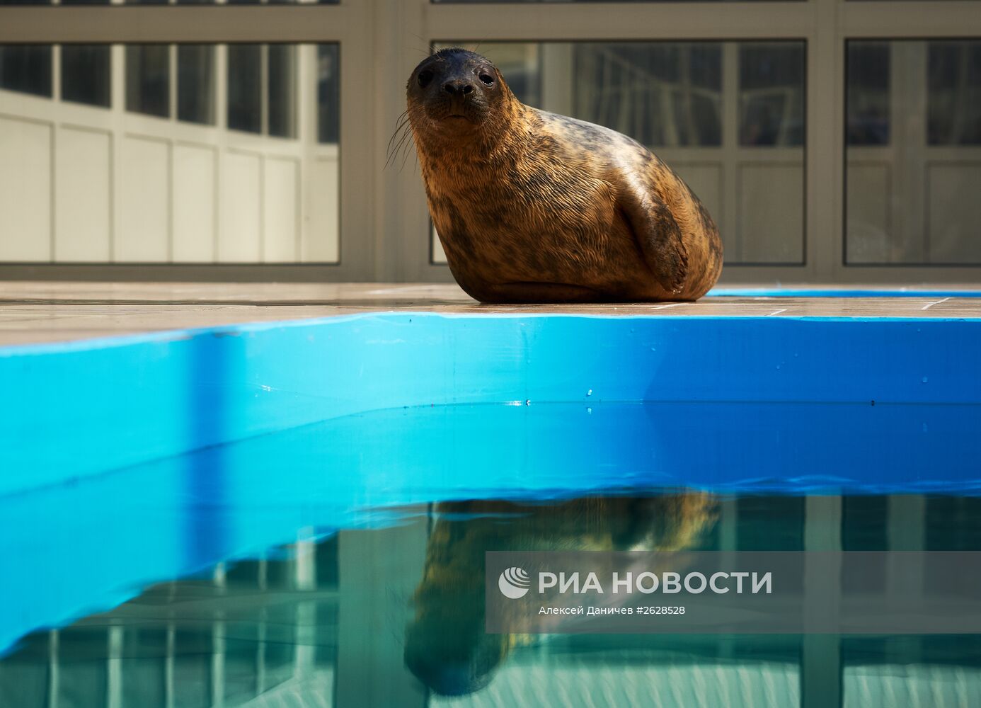 Центр реабилитации ластоногих в Ленинградской области