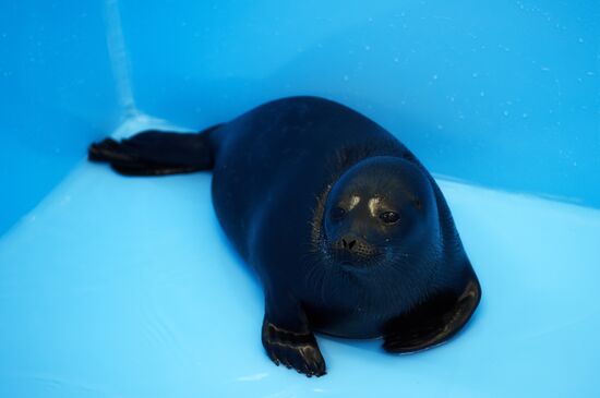 Центр реабилитации ластоногих в Ленинградской области