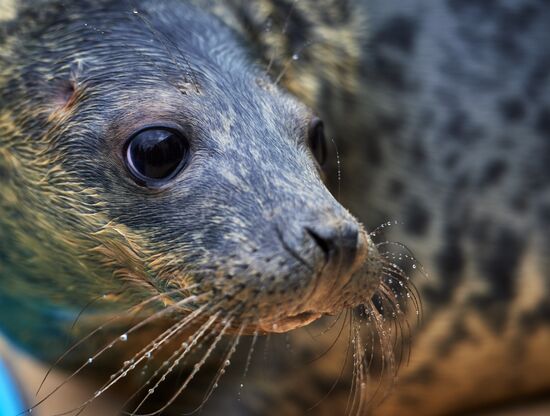 Центр реабилитации ластоногих в Ленинградской области