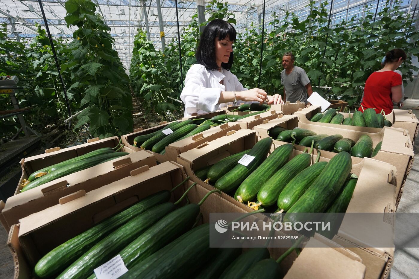 Тепличное хозяйство в Ростовской области