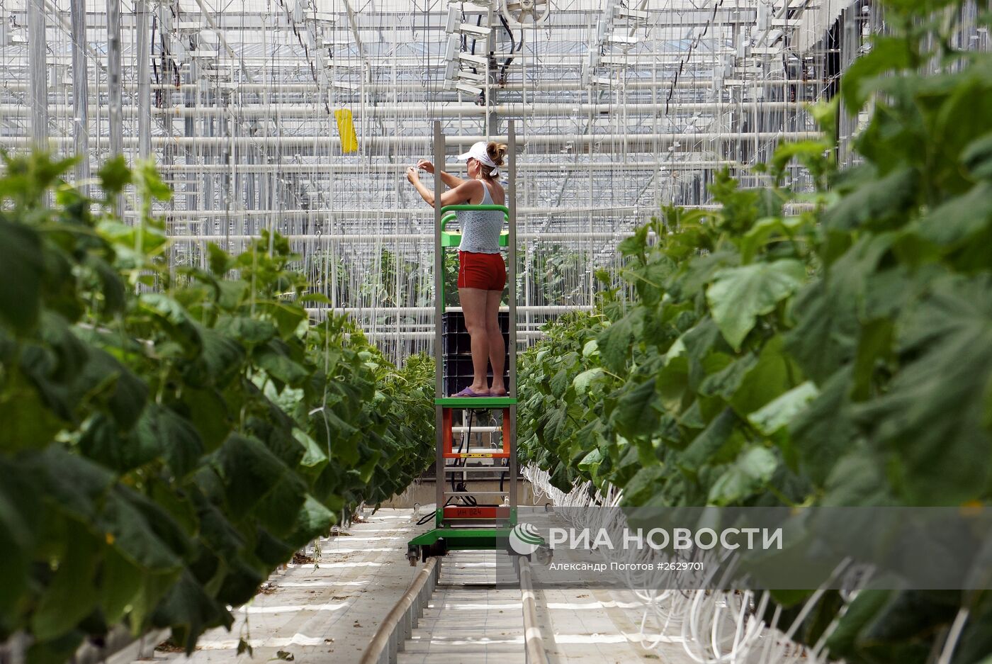 Тепличное хозяйство в Ростовской области