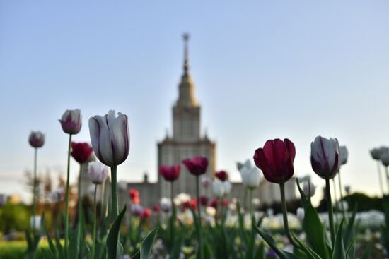 Здание МГУ и Воробьевы горы