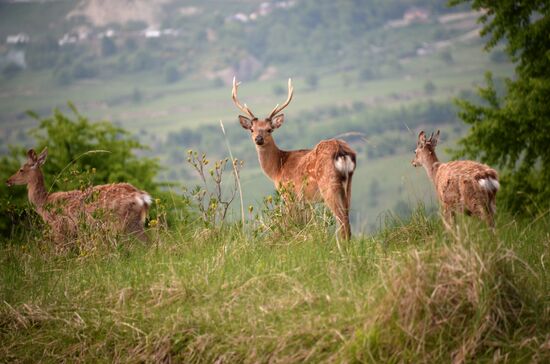Виды Дагестана