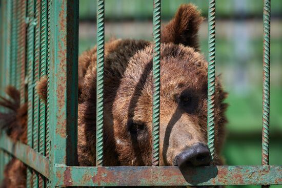 Центр реабилитации диких животных "Велес" в Санкт-Петербурге