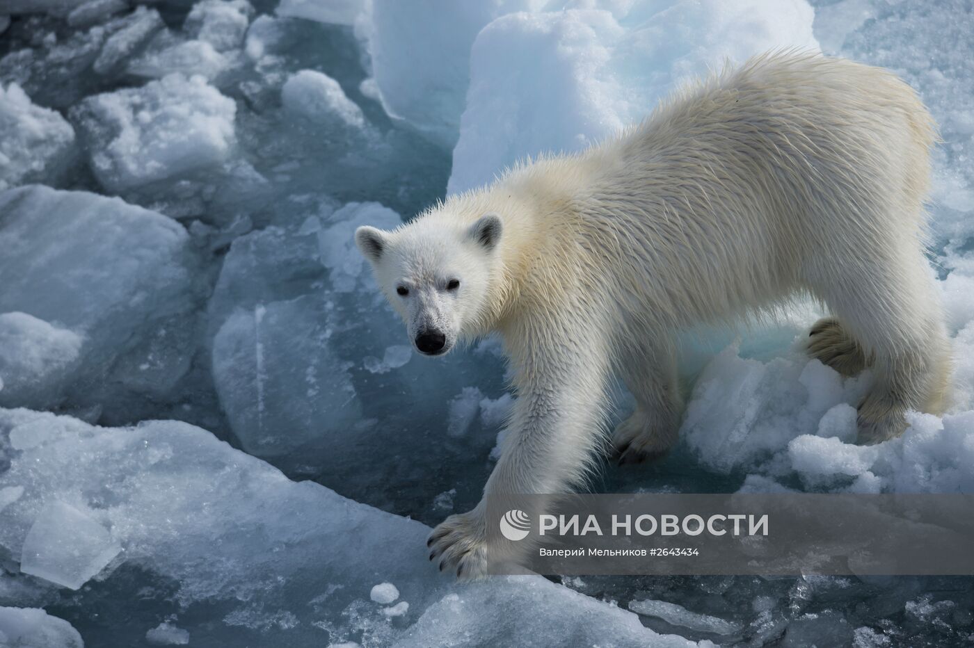 Арктическая экспедиция "Кара-зима 2015"