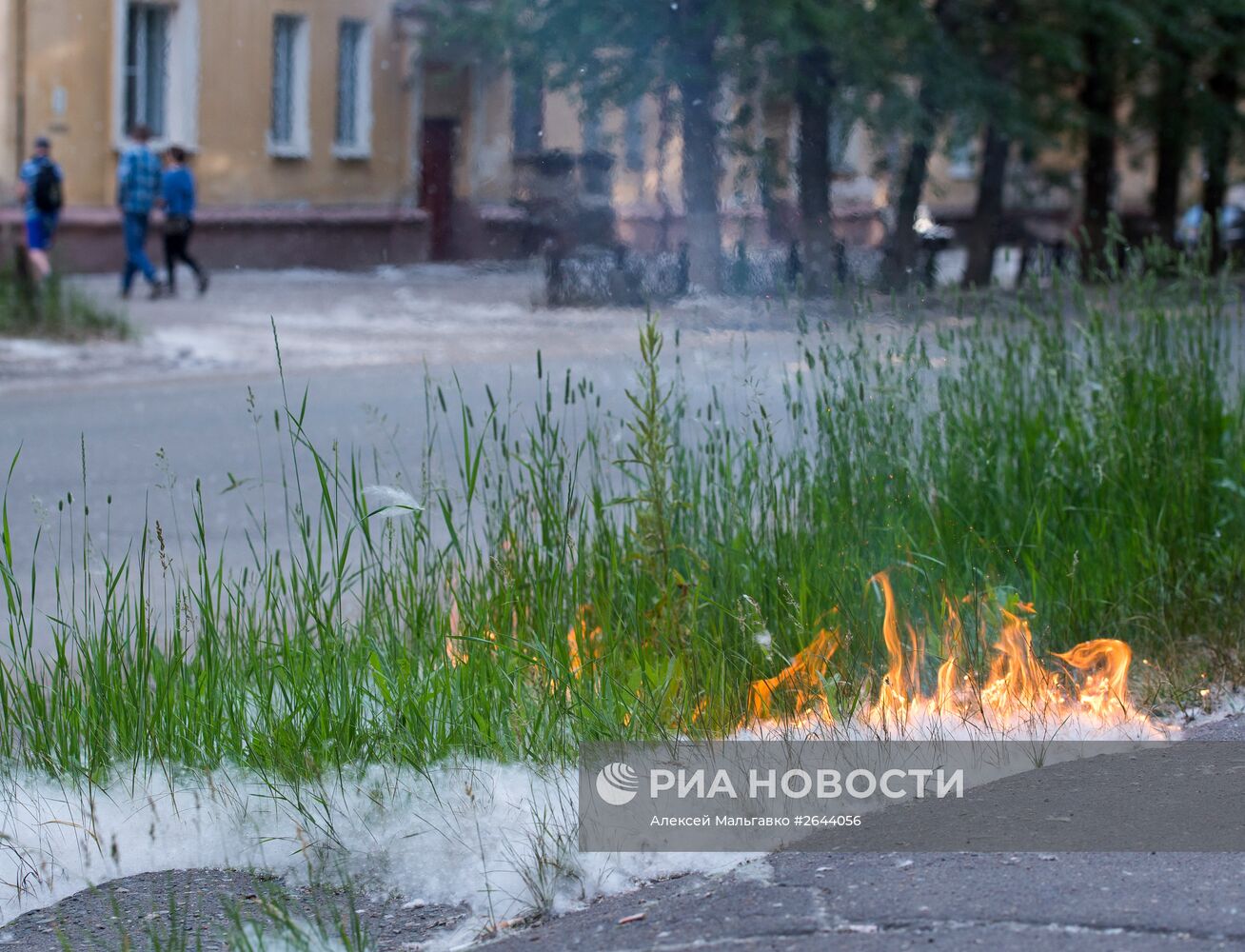 Тополиный пух в Омске