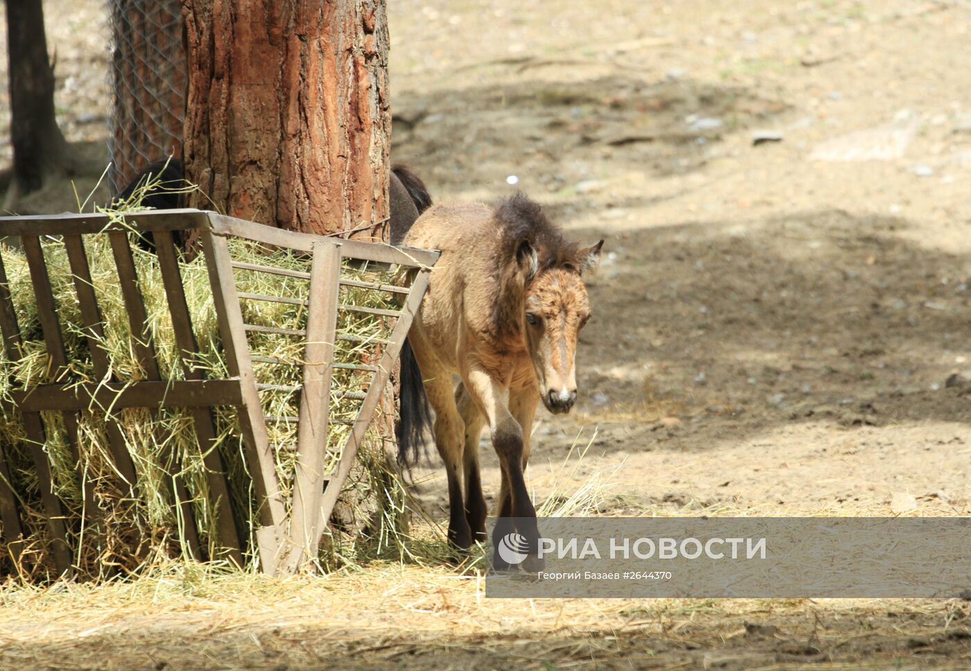 Тбилисский зоопарк после наводнения