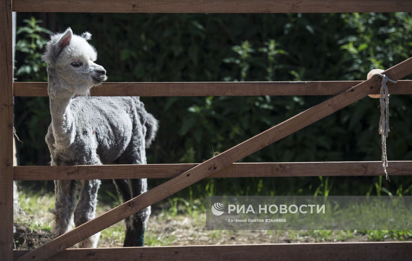 Ферма "Российские альпаки"