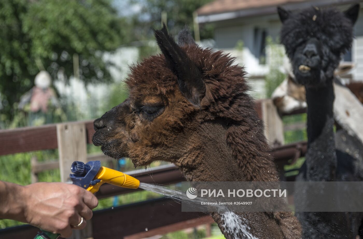 Ферма "Российские альпаки"