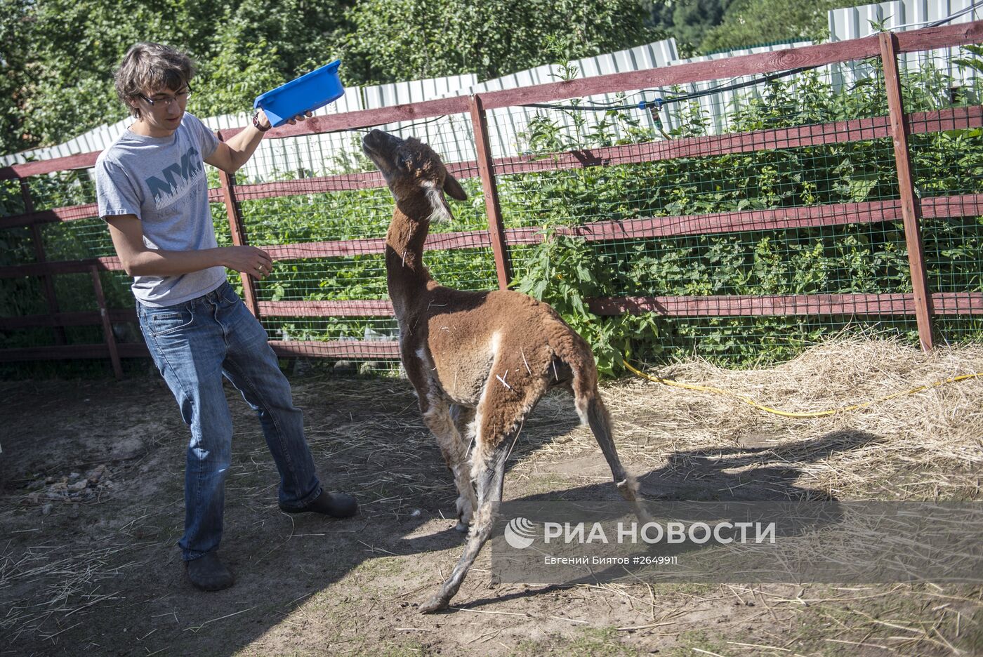 Ферма "Российские альпаки"