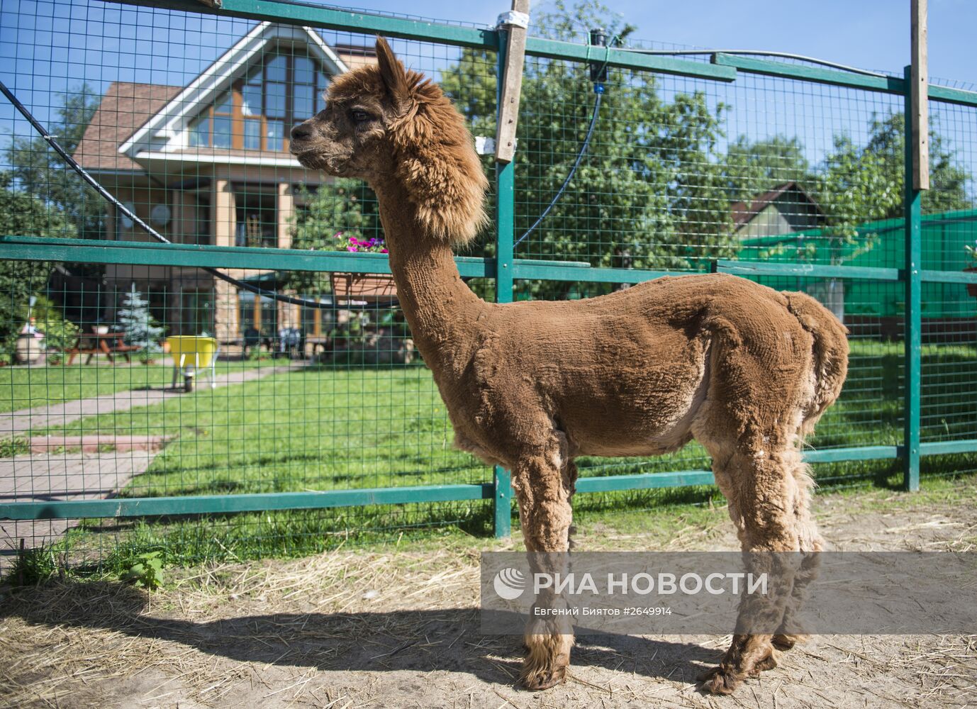 Ферма "Российские альпаки"