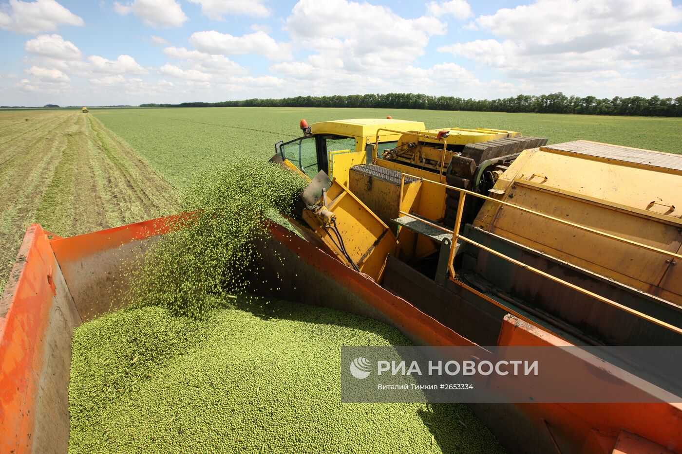 Консервация зелёного горошка на предприятии "Бондюэль-Кубань"