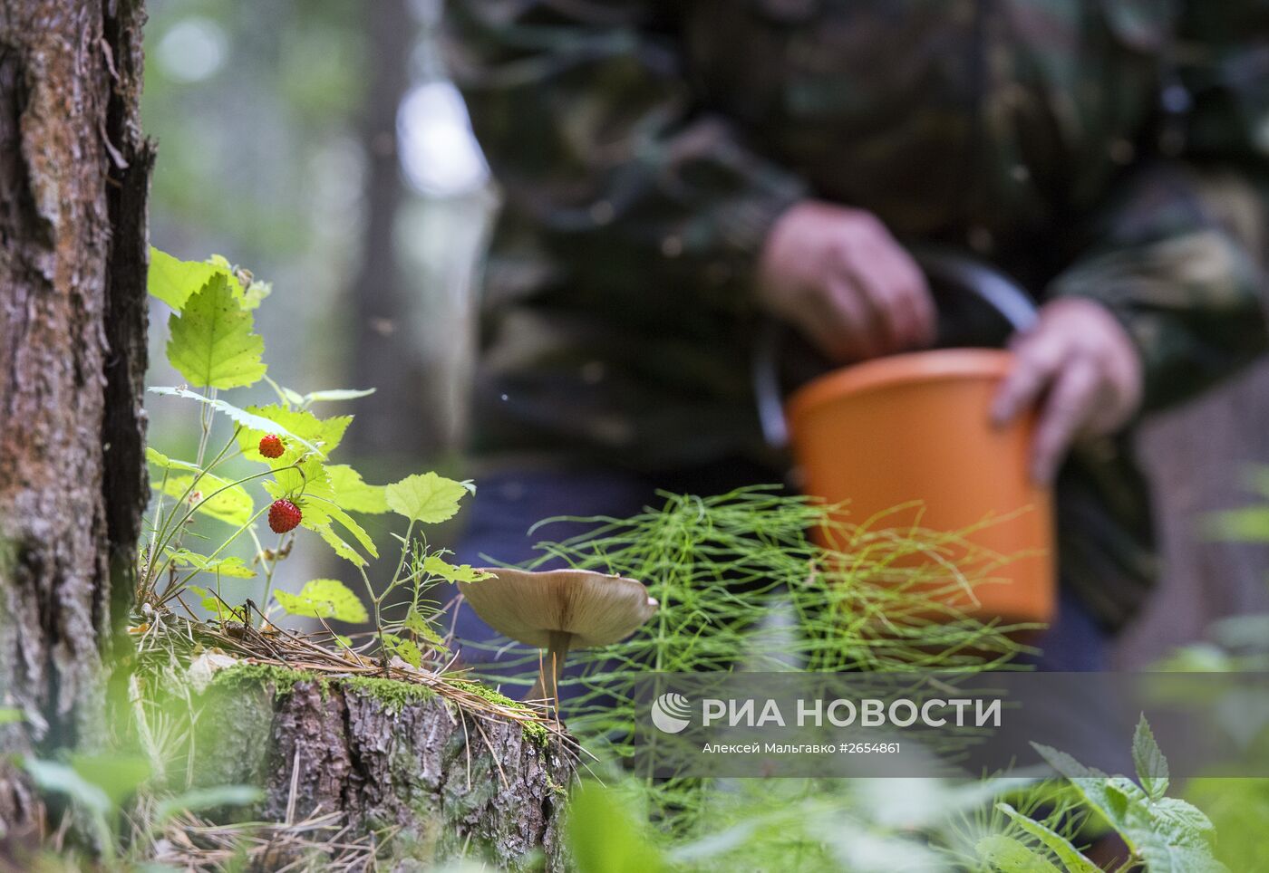 Сбор земляники в Омской области