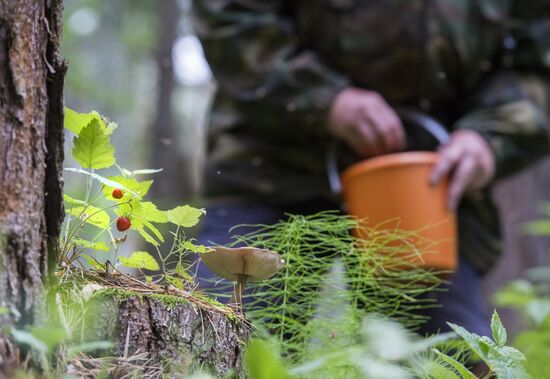 Сбор земляники в Омской области