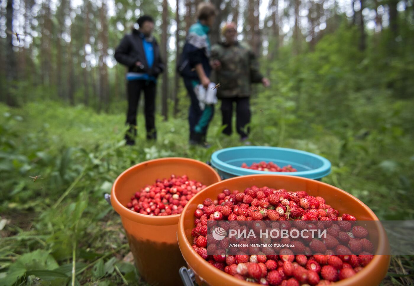 Сбор земляники в Омской области