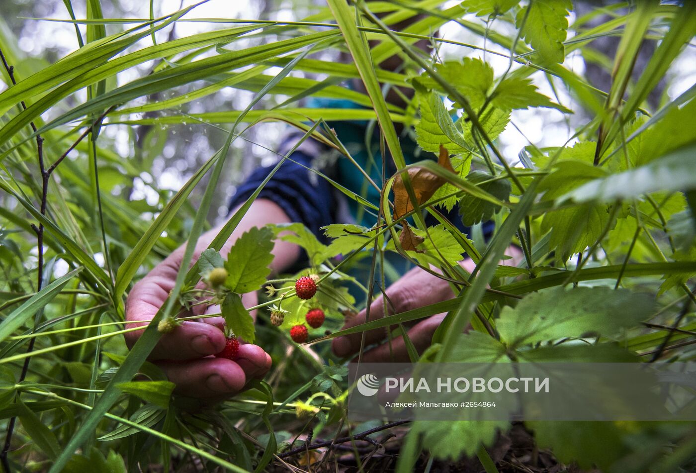 Сбор земляники в Омской области