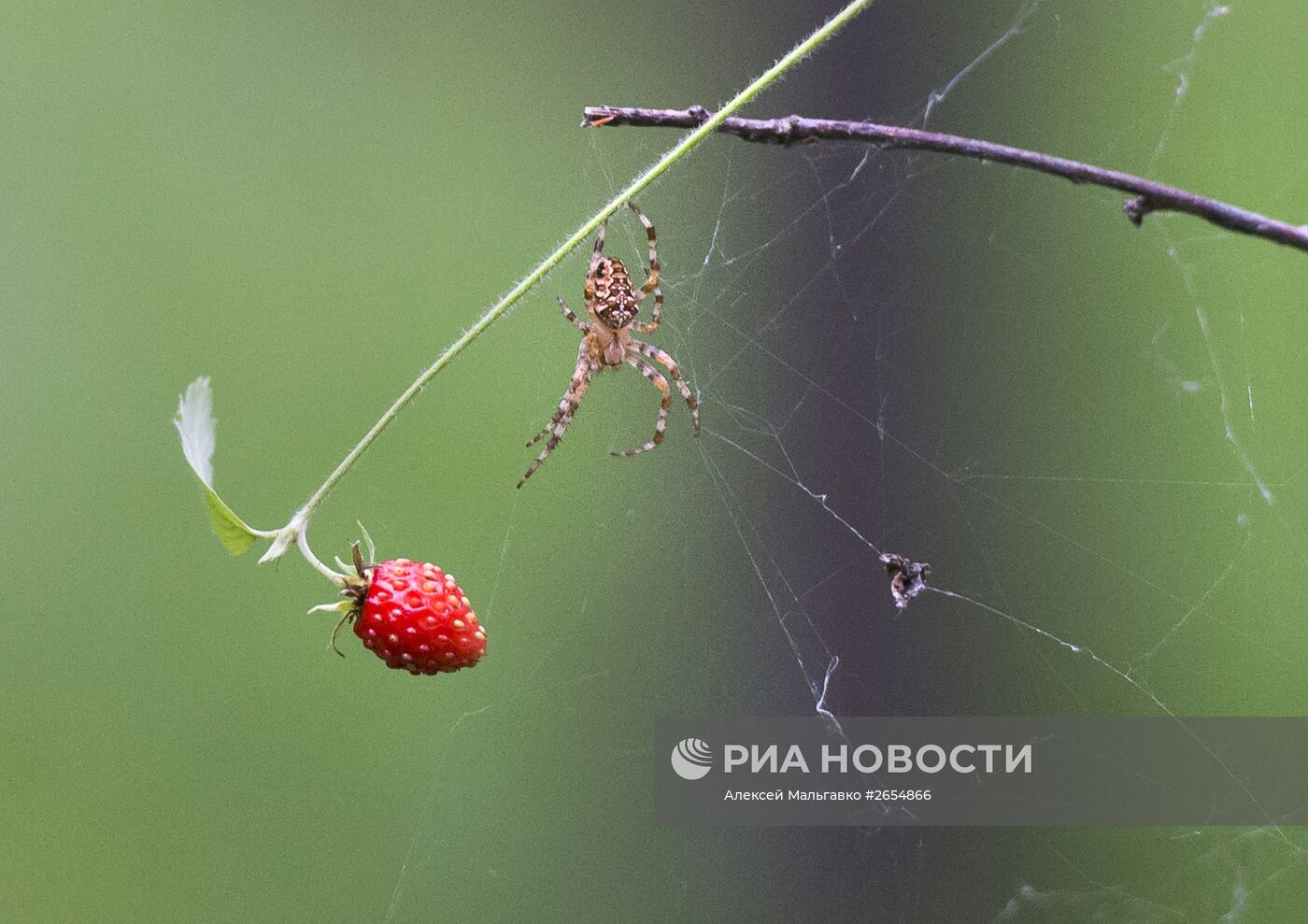 Сбор земляники в Омской области