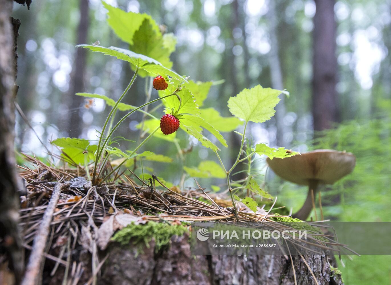 Сбор земляники в Омской области