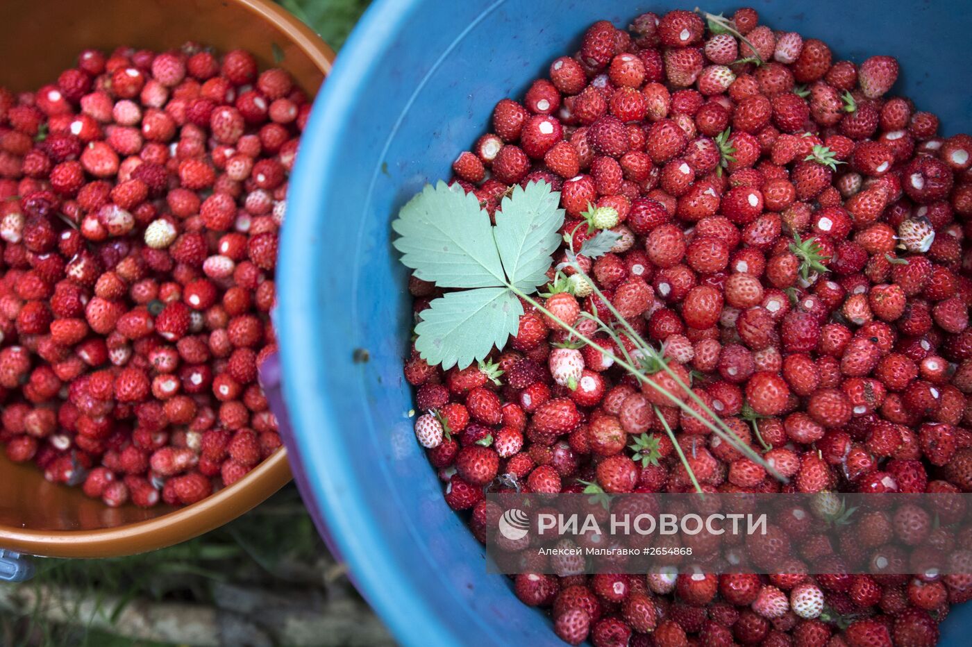 Сбор земляники в Омской области