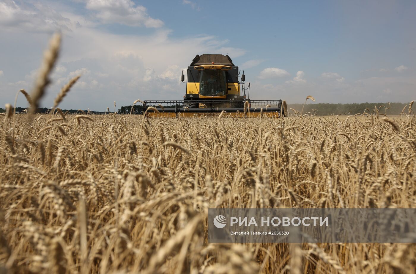 Уборка зерновых на Юге России